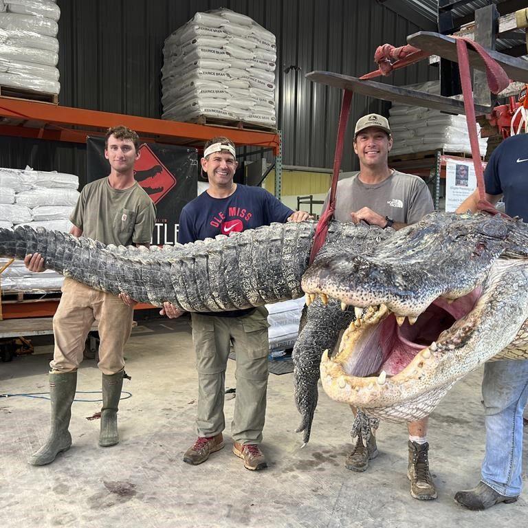 Longest alligator in Mississippi history captured by hunters